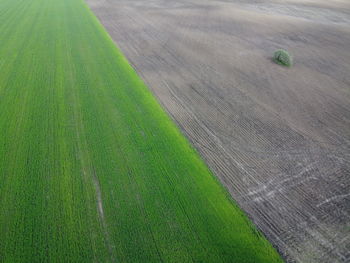 High angle view of agricultural field