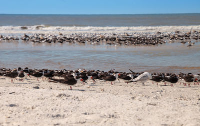 Nesting black skimmer terns rynchops niger on the white sands of clam pass in naples, florida.
