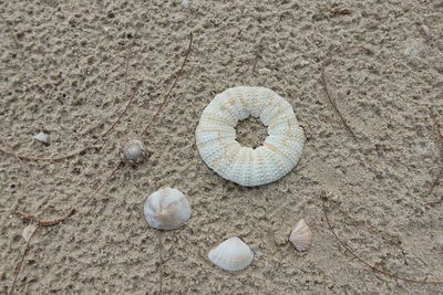 Seashells of difference shapes lay on the sandy background .