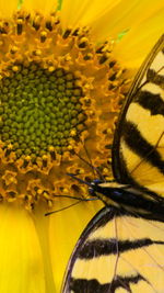 Macro shot of sunflower