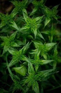 High angle view of fresh green plants