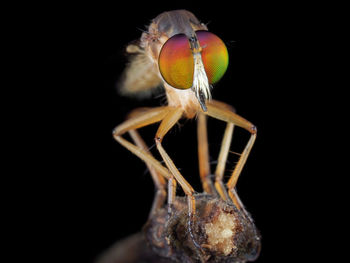 Close-up of insect against black background