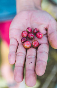 Close-up of hand holding coffees beans