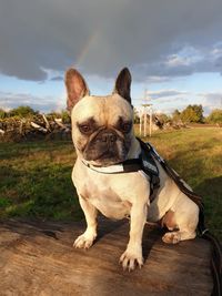 Portrait of a dog on field