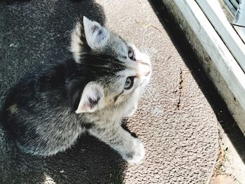 High angle view of cat