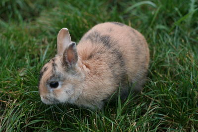 Close-up of grassy field