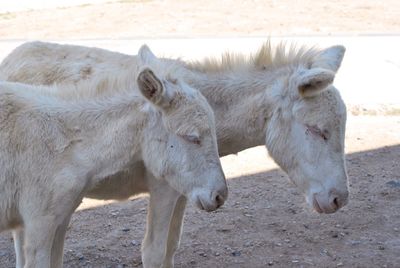 White donkeys standing on field