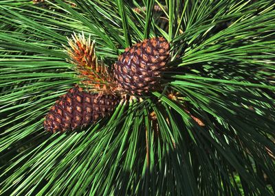 Close-up of pine cone