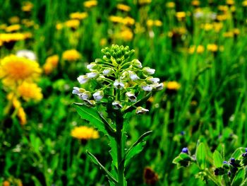 Close-up of plant growing on field