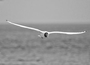 Bird flying against sky