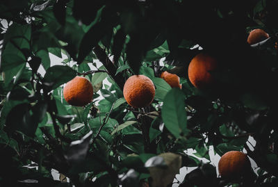 Fruits growing on tree