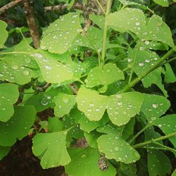 Close-up of water drops on leaves