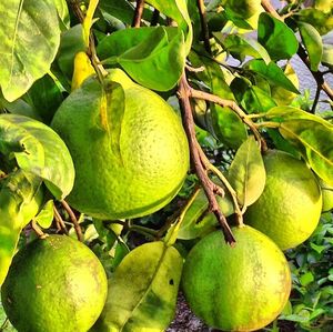 Close-up of lemons on tree