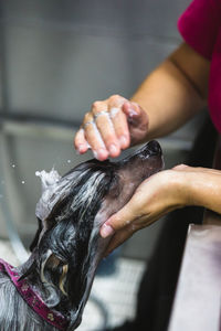 From above of crop unrecognizable groomer washing charming purebred dog in shower in salon