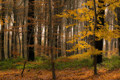 Autumn forest with leaves