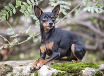 Portrait of black dog