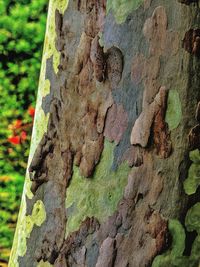 Close-up of tree trunk