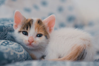 Close-up portrait of a cat