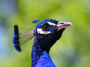 Close-up of a peacock