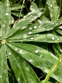 Full frame shot of raindrops on leaves