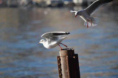 Seagull perching on wooden post in lake