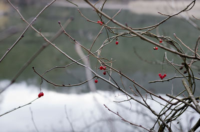 Close-up of bare tree branch