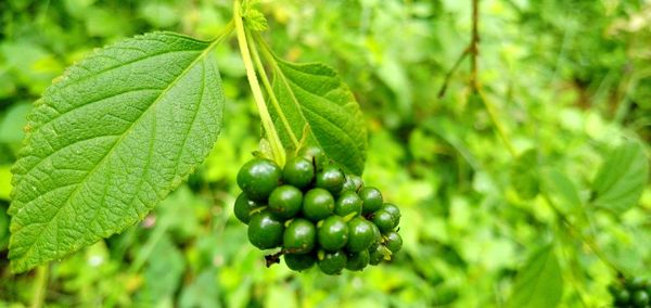 Close-up of fruits growing on tree