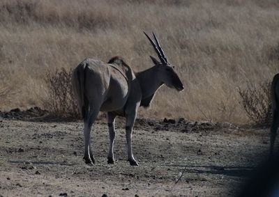 Antilope gracing in the low grassland