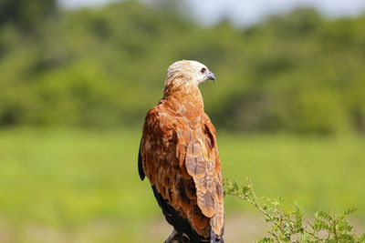 Close-up of bird perching on field