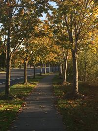 View of trees in autumn