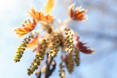 Close-up of flowers