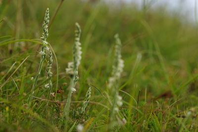 Close-up of grass on field