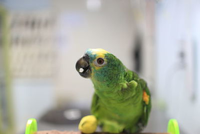 Close-up of parrot