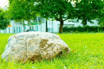 Close-up of rock on field