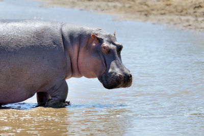 Side view of horse drinking water in lake