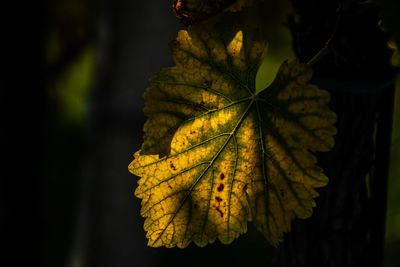 Close-up of yellow maple leaves