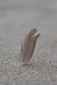 Close-up of feather on sand
