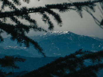 Pine trees on snowcapped mountains against sky