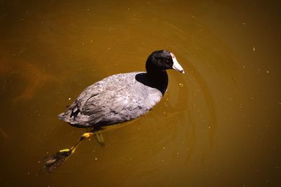 High angle view of duck swimming in lake