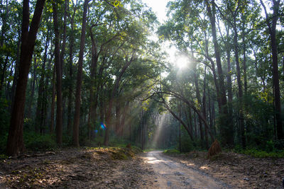 Dirt road amidst trees in forest