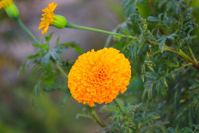 Close-up of yellow marigold flower
