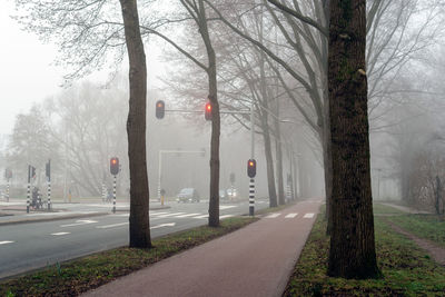 Road by trees in city during foggy weather