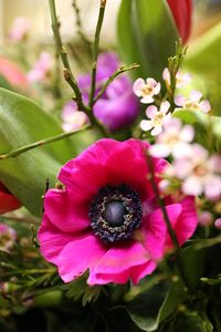 Close-up of pink flower