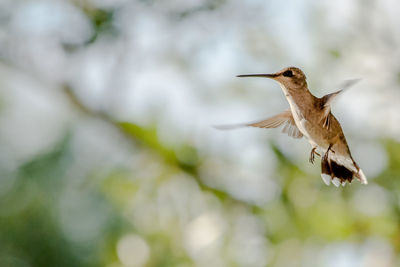 Bird flying against blurred background