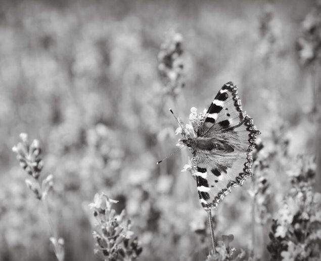 insect, animals in the wild, one animal, animal themes, wildlife, flower, focus on foreground, butterfly - insect, butterfly, close-up, fragility, animal markings, plant, nature, beauty in nature, animal wing, pollination, natural pattern, outdoors, day