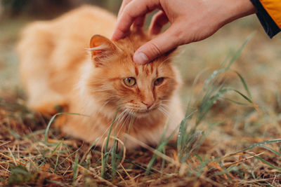 Midsection of person hand with cat