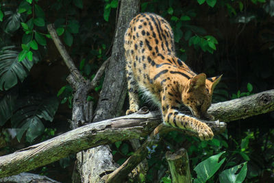 Close-up of a cat on tree