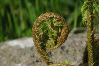 Close-up of lichen growing on field