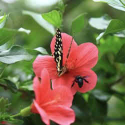 Close-up of butterfly pollinating on flower