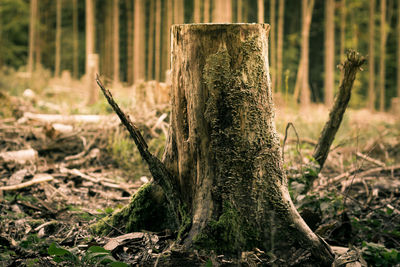 Tree stump in forest